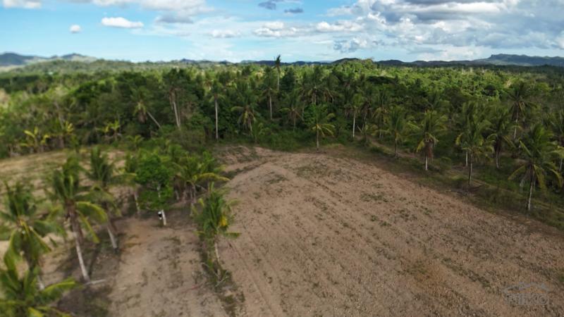 Agricultural Lot for sale in Ubay - image 12
