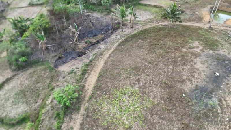 Agricultural Lot for sale in Ubay - image 13