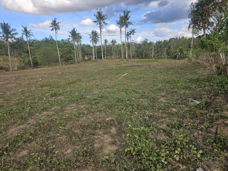 Agricultural Lot for sale in Ubay - image 15
