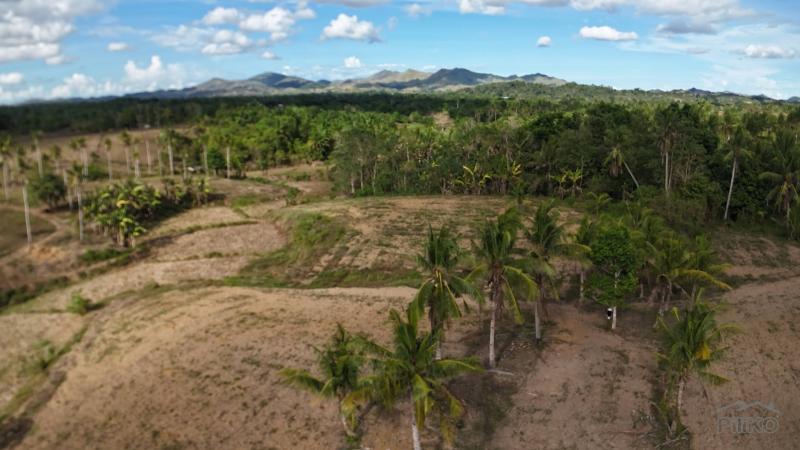 Picture of Agricultural Lot for sale in Ubay