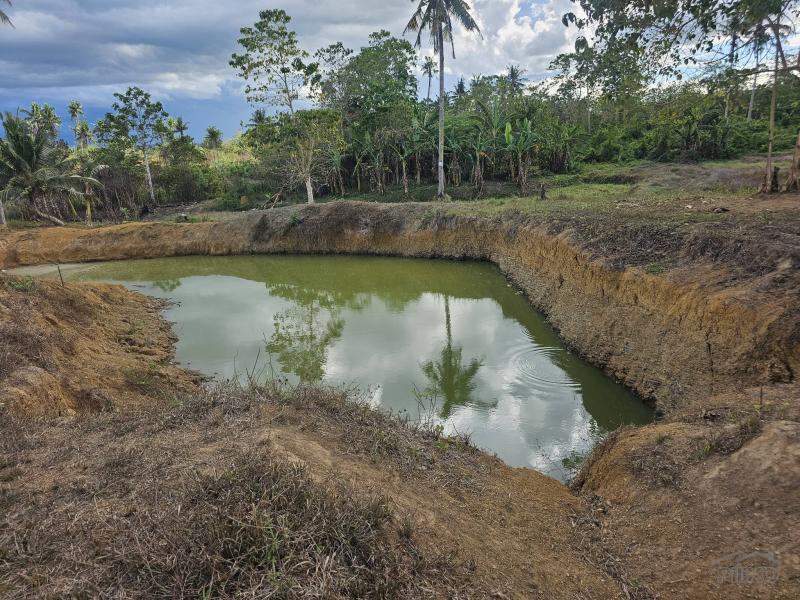 Agricultural Lot for sale in Ubay - image 2