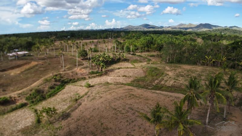 Agricultural Lot for sale in Ubay - image 6