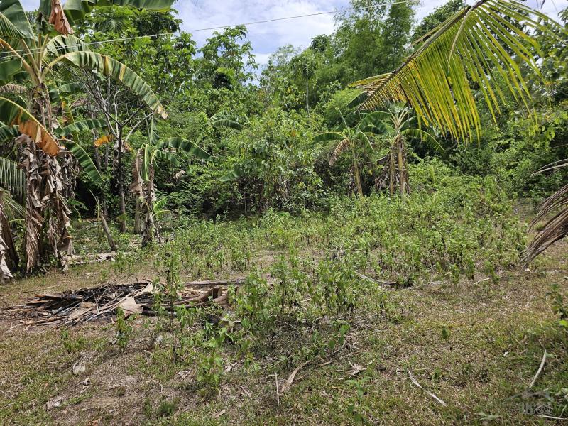 Picture of Agricultural Lot for sale in Talibon