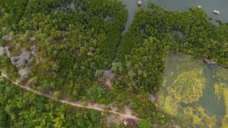 Agricultural Lot for sale in Talibon - image 6
