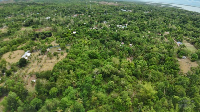 Agricultural Lot for sale in Talibon - image 7