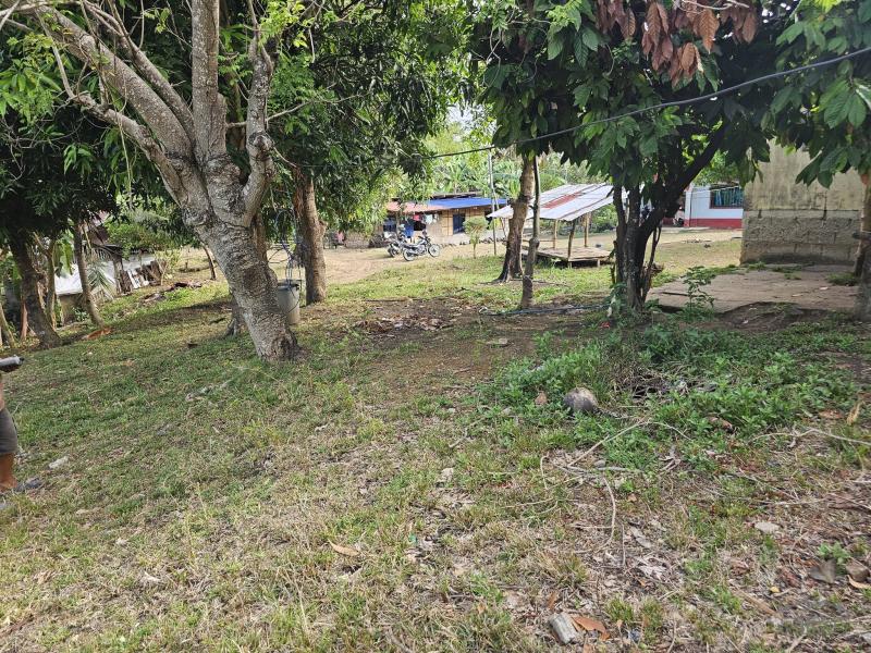 Agricultural Lot for sale in Talibon - image 2