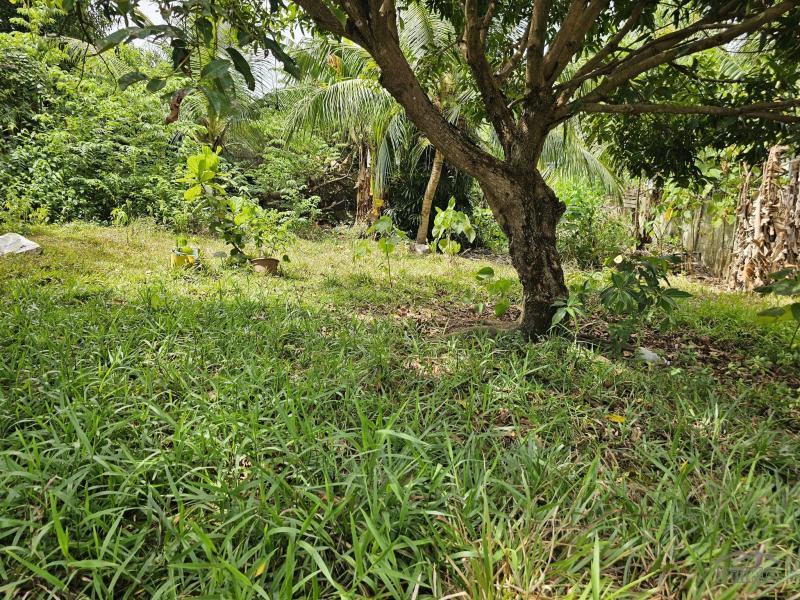 Agricultural Lot for sale in Talibon - image 3