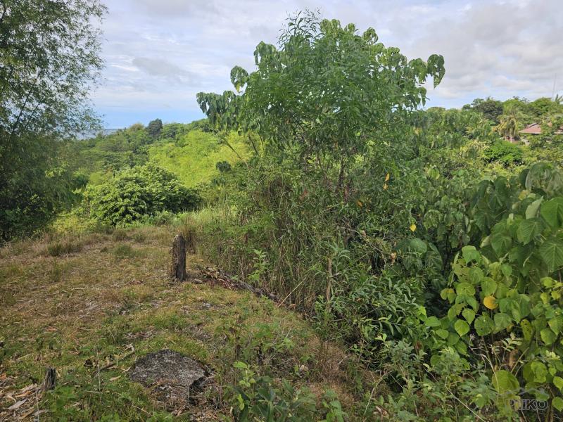 Agricultural Lot for sale in Talibon - image 6
