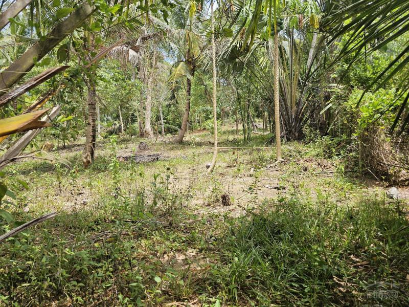 Agricultural Lot for sale in Talibon in Bohol