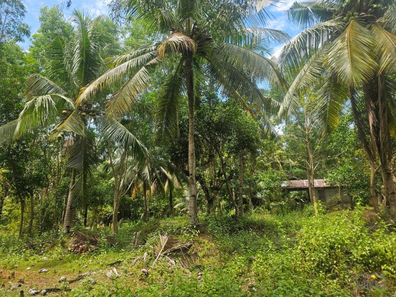 Agricultural Lot for sale in Talibon - image 4