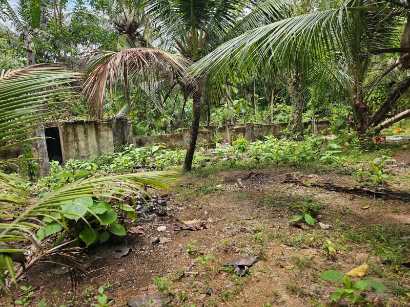 Agricultural Lot for sale in Talibon - image 5
