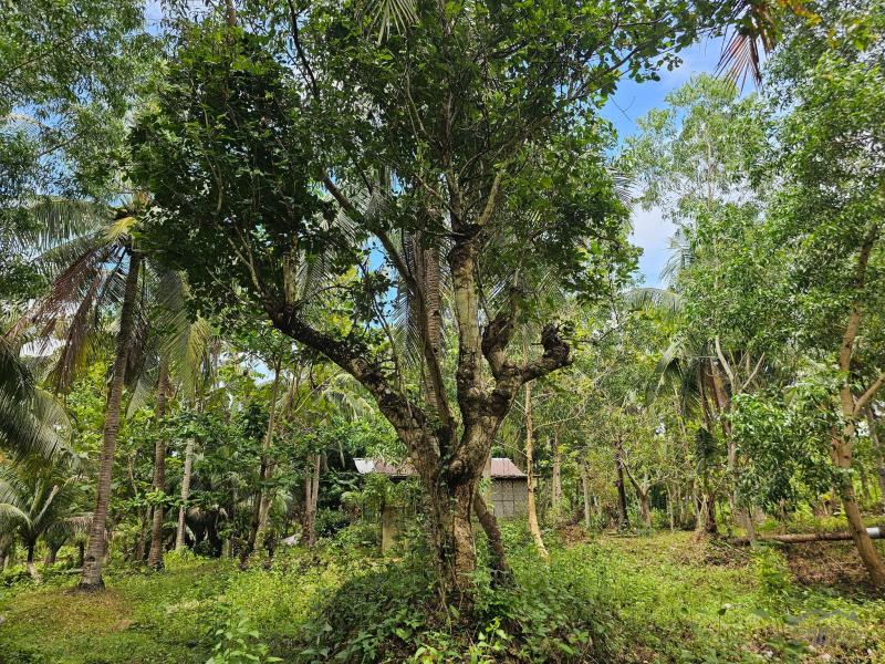 Agricultural Lot for sale in Talibon - image 8