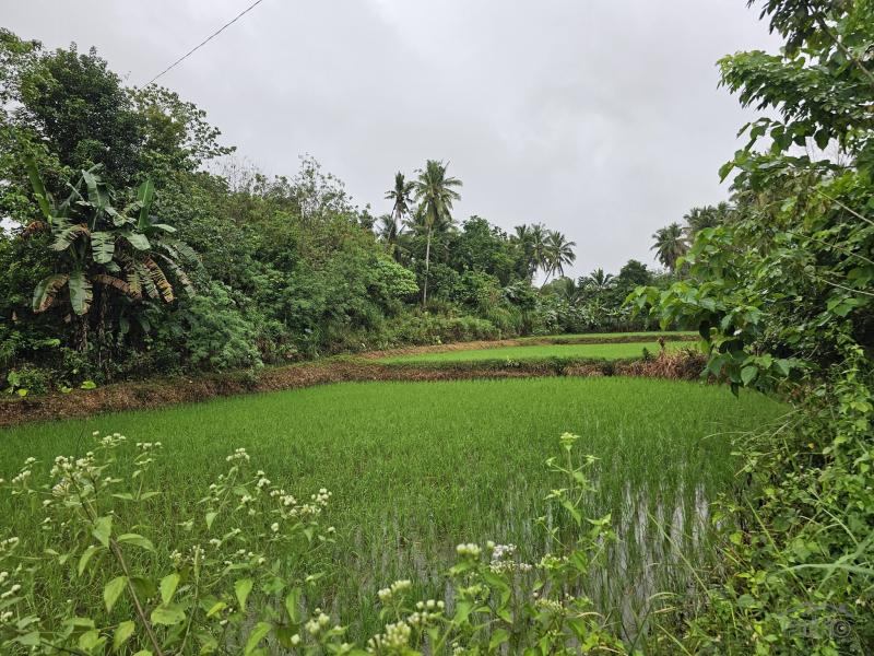Pictures of Agricultural Lot for sale in San Miguel
