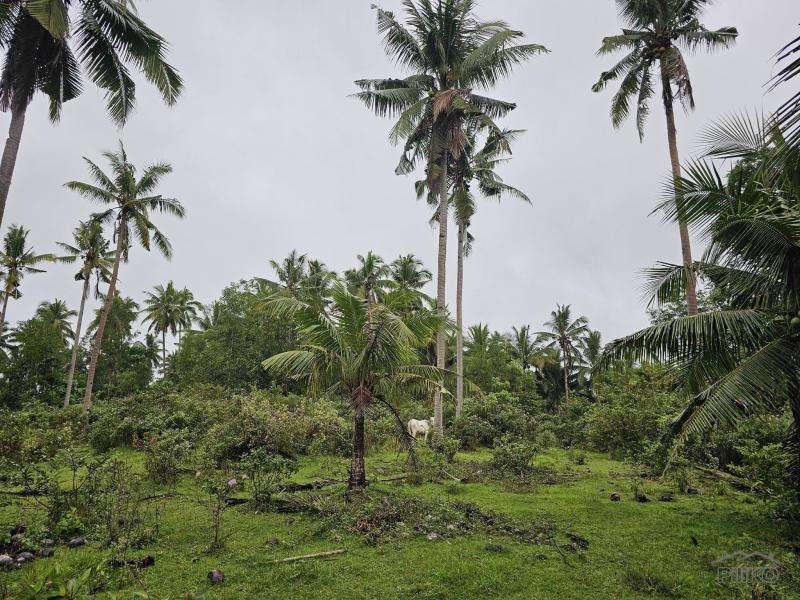 Agricultural Lot for sale in San Miguel - image 2