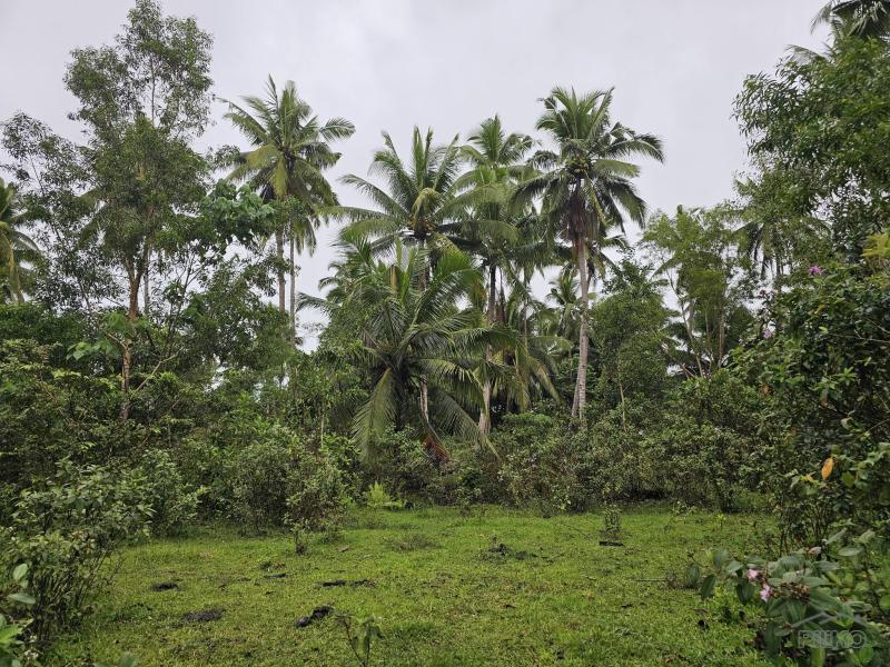 Agricultural Lot for sale in San Miguel - image 3