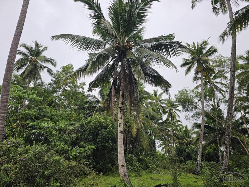 Agricultural Lot for sale in San Miguel - image 4