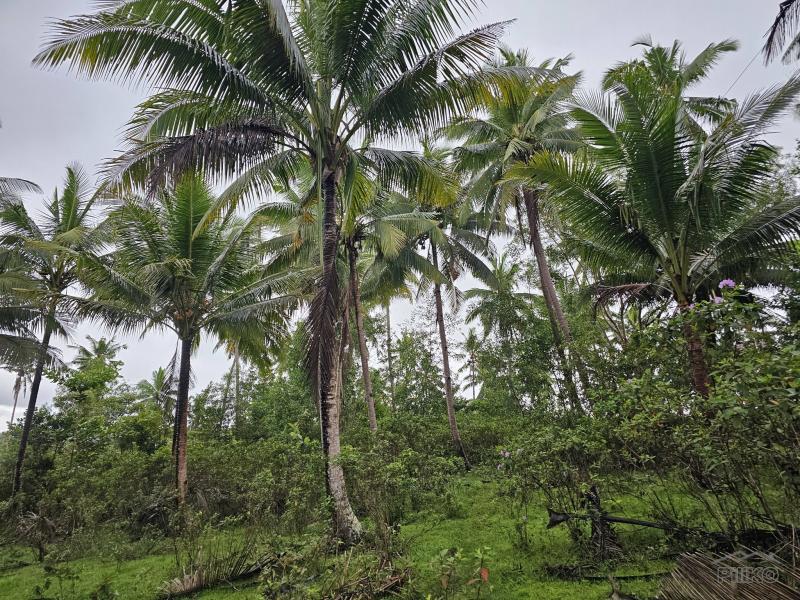 Agricultural Lot for sale in San Miguel - image 6