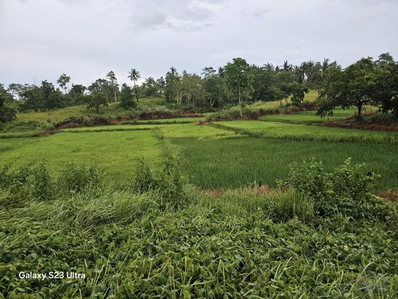 Agricultural Lot for sale in Trinidad - image 12