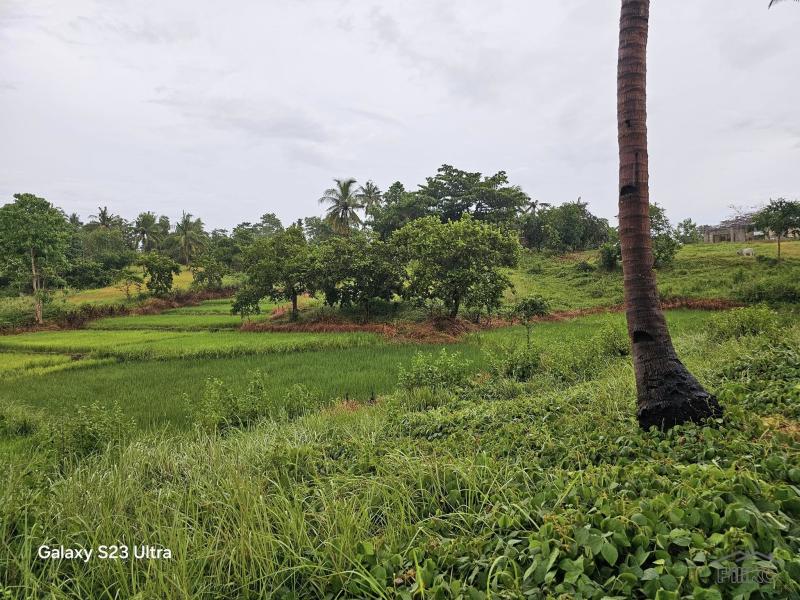 Agricultural Lot for sale in Trinidad - image 2