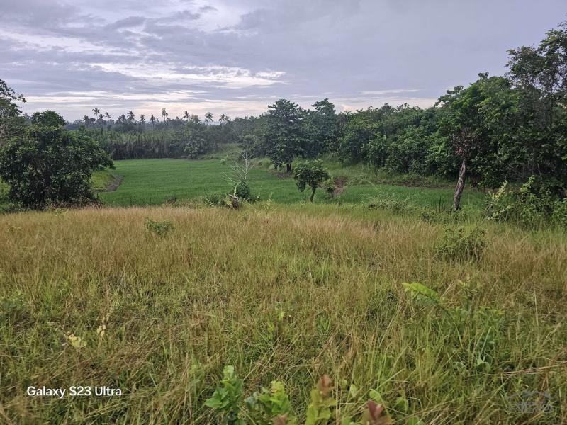 Agricultural Lot for sale in Trinidad - image 3