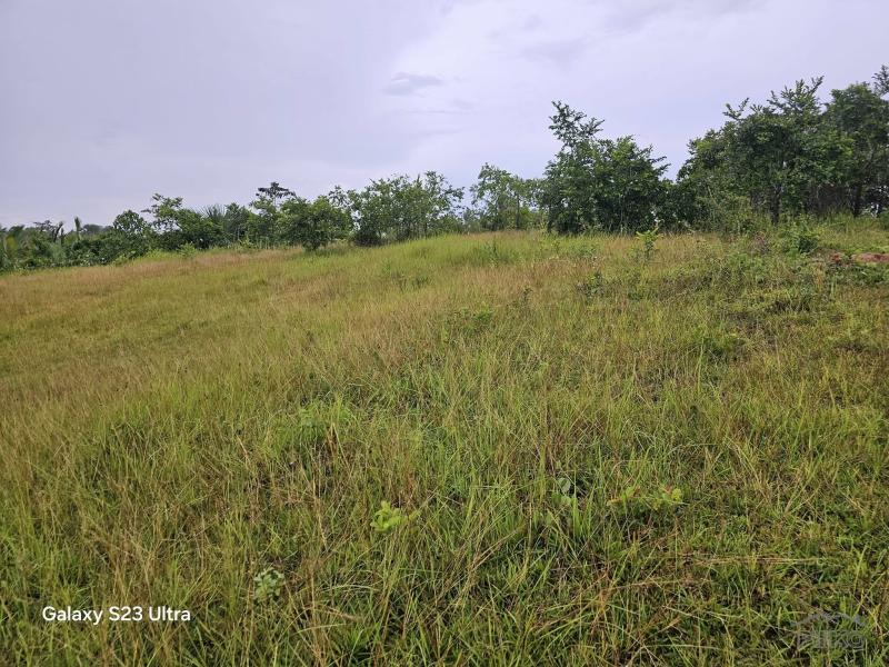Agricultural Lot for sale in Trinidad - image 6