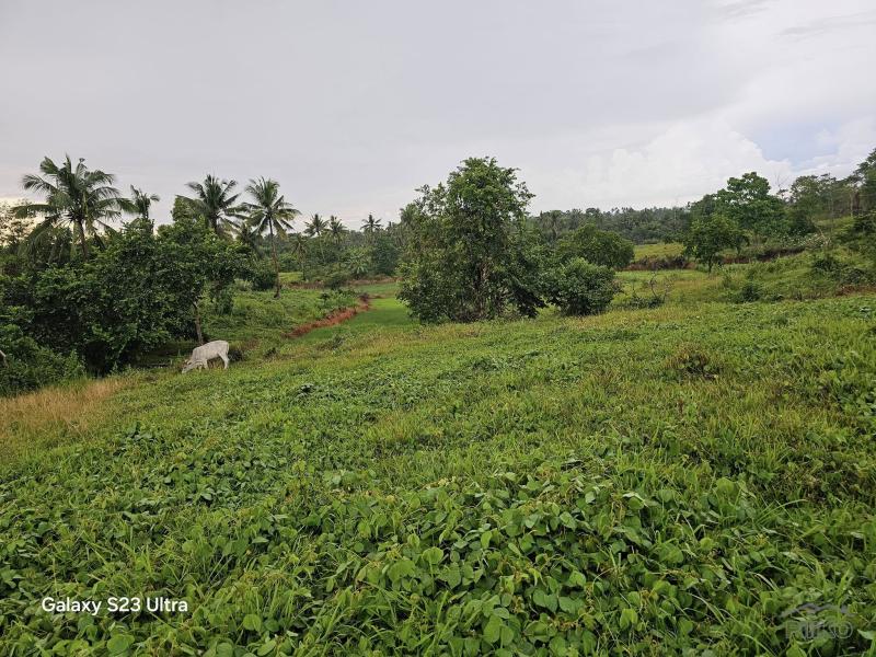 Agricultural Lot for sale in Trinidad - image 7