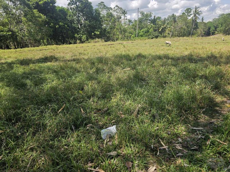 Agricultural Lot for sale in Trinidad in Bohol