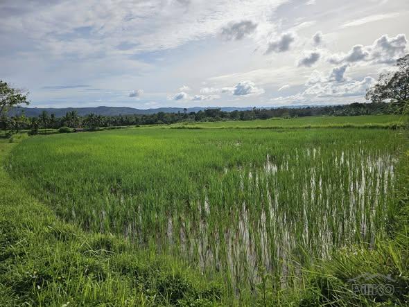 Picture of Agricultural Lot for sale in Pilar