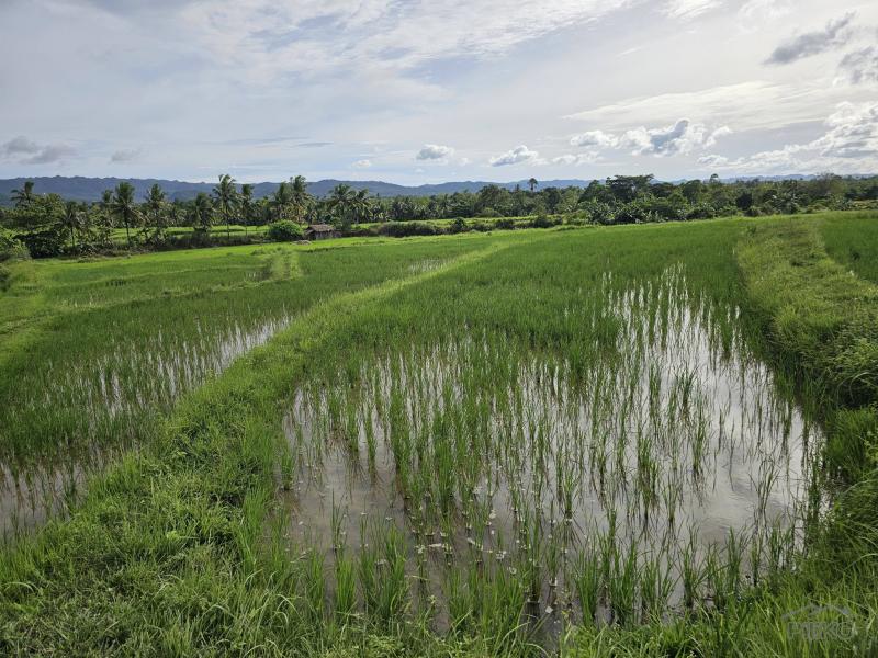Agricultural Lot for sale in Pilar in Bohol