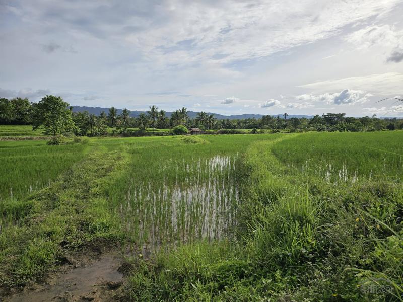 Agricultural Lot for sale in Pilar in Philippines