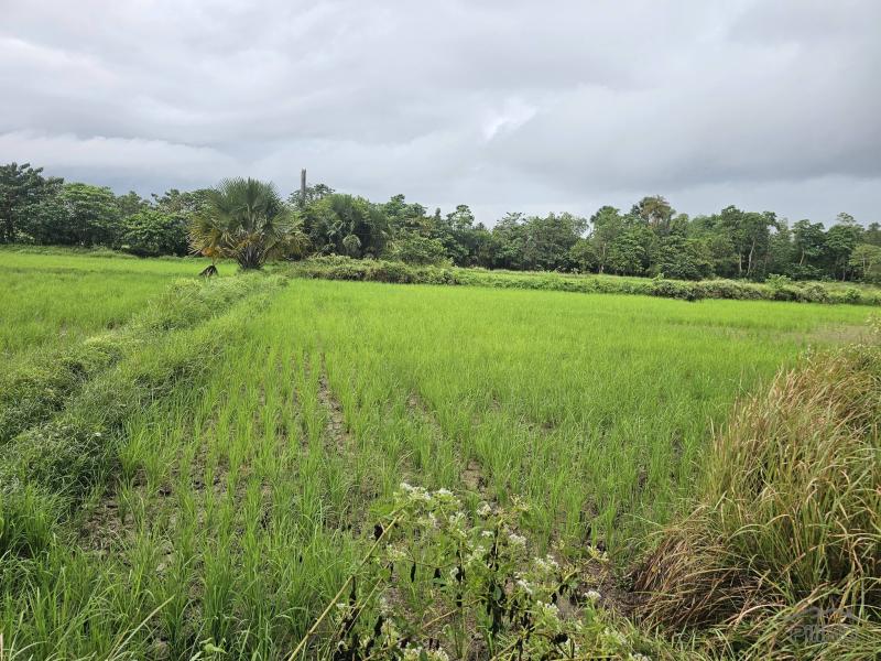 Agricultural Lot for sale in Ubay - image 3