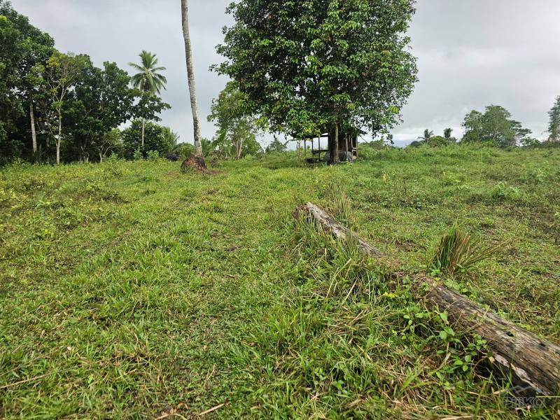 Agricultural Lot for sale in Ubay - image 4