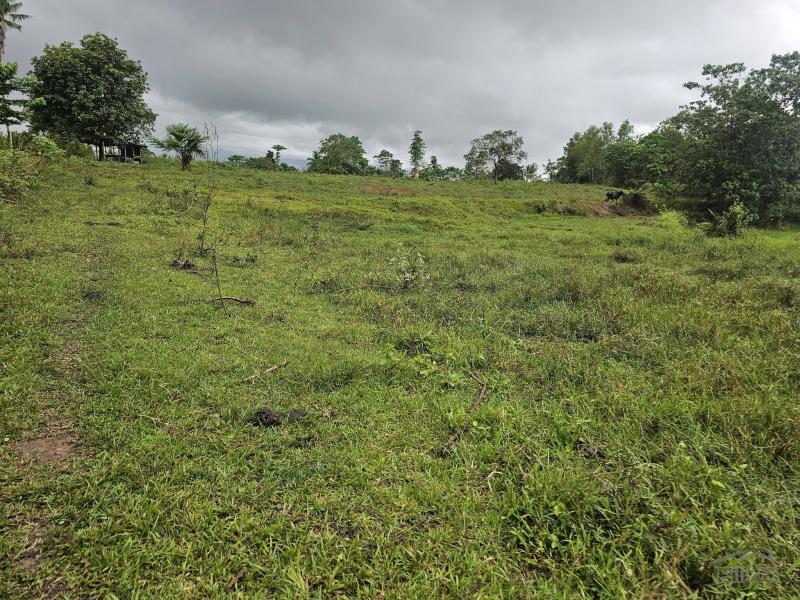 Agricultural Lot for sale in Ubay - image 5