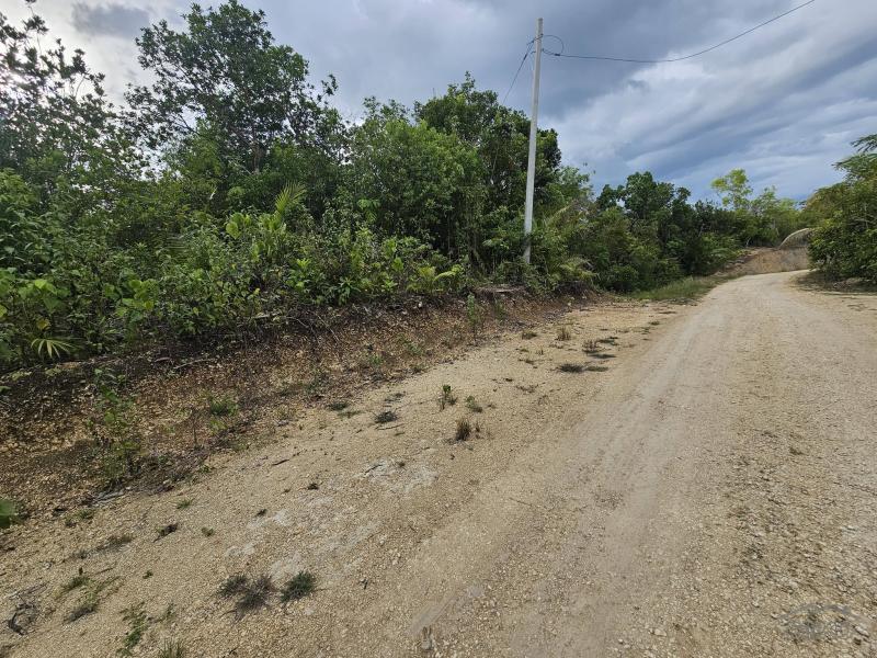 Agricultural Lot for sale in Alburquerque in Bohol