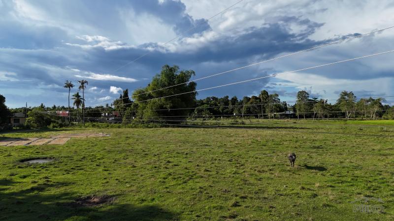Picture of Agricultural Lot for sale in Bien Unido