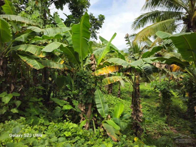 Agricultural Lot for sale in Carmen