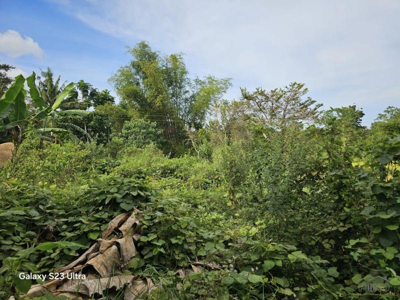 Picture of Agricultural Lot for sale in Carmen in Bohol