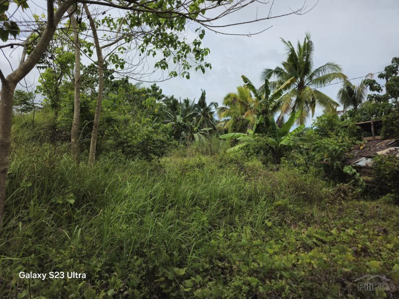Picture of Agricultural Lot for sale in Carmen in Philippines