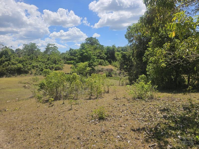 Agricultural Lot for sale in Buenavista