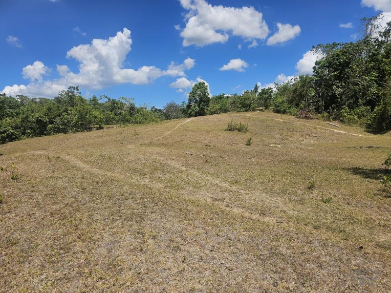 Agricultural Lot for sale in Buenavista in Bohol