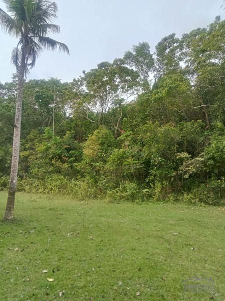 Agricultural Lot for sale in Sikatuna - image 2