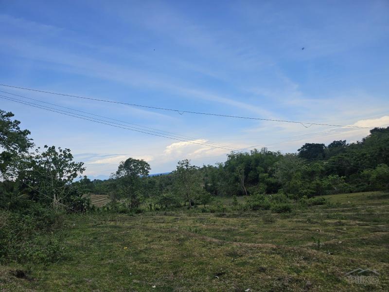 Agricultural Lot for sale in Guindulman - image 2