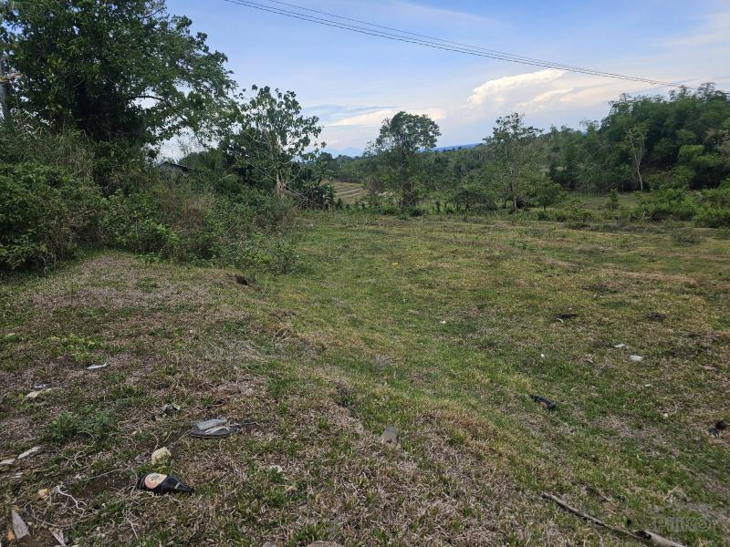Agricultural Lot for sale in Guindulman - image 3