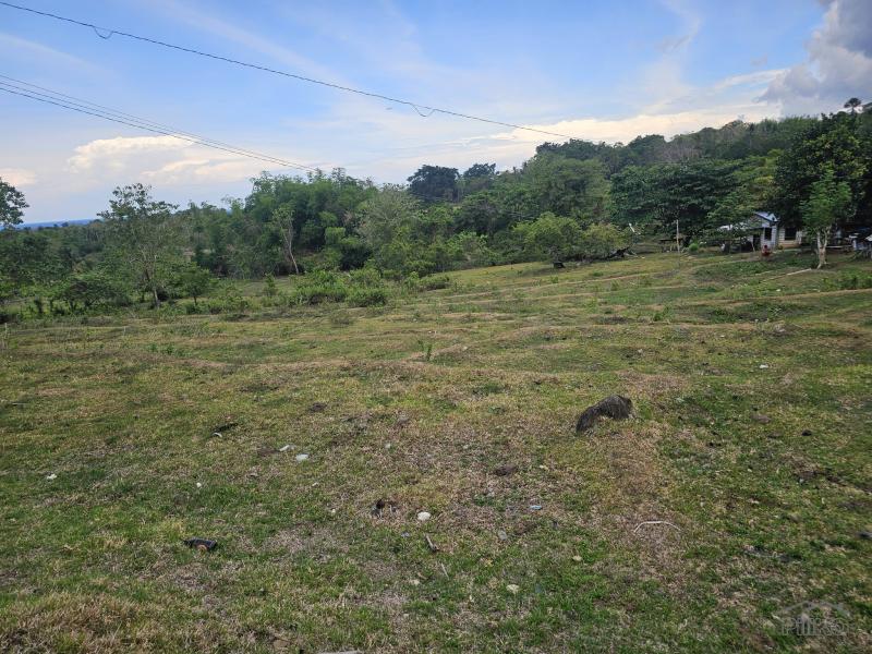 Agricultural Lot for sale in Guindulman - image 4