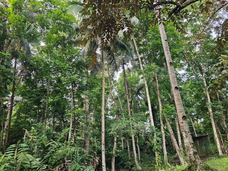 Agricultural Lot for sale in Corella - image 3