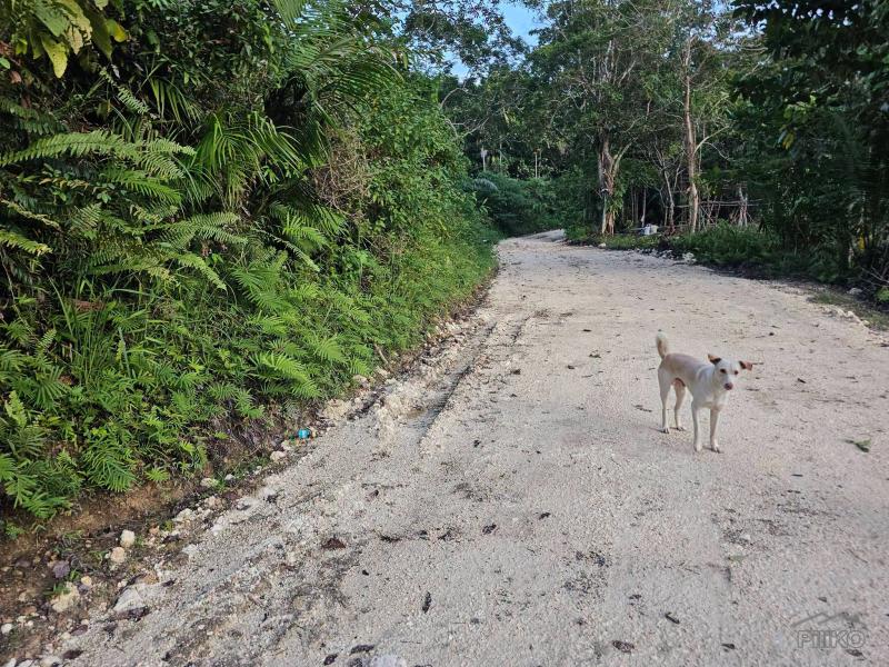 Agricultural Lot for sale in Corella - image 4