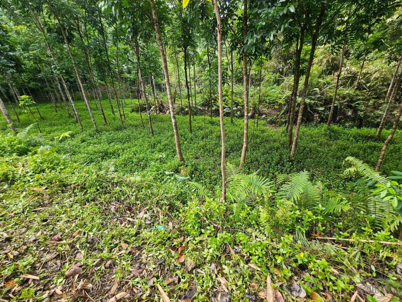 Agricultural Lot for sale in Corella - image 2