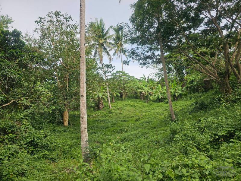 Agricultural Lot for sale in Carmen - image 10