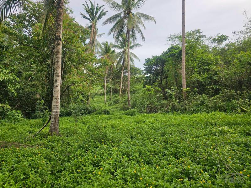 Agricultural Lot for sale in Carmen - image 12