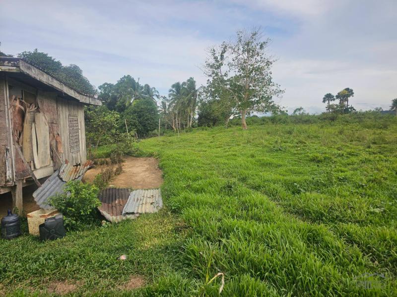 Agricultural Lot for sale in Carmen - image 3